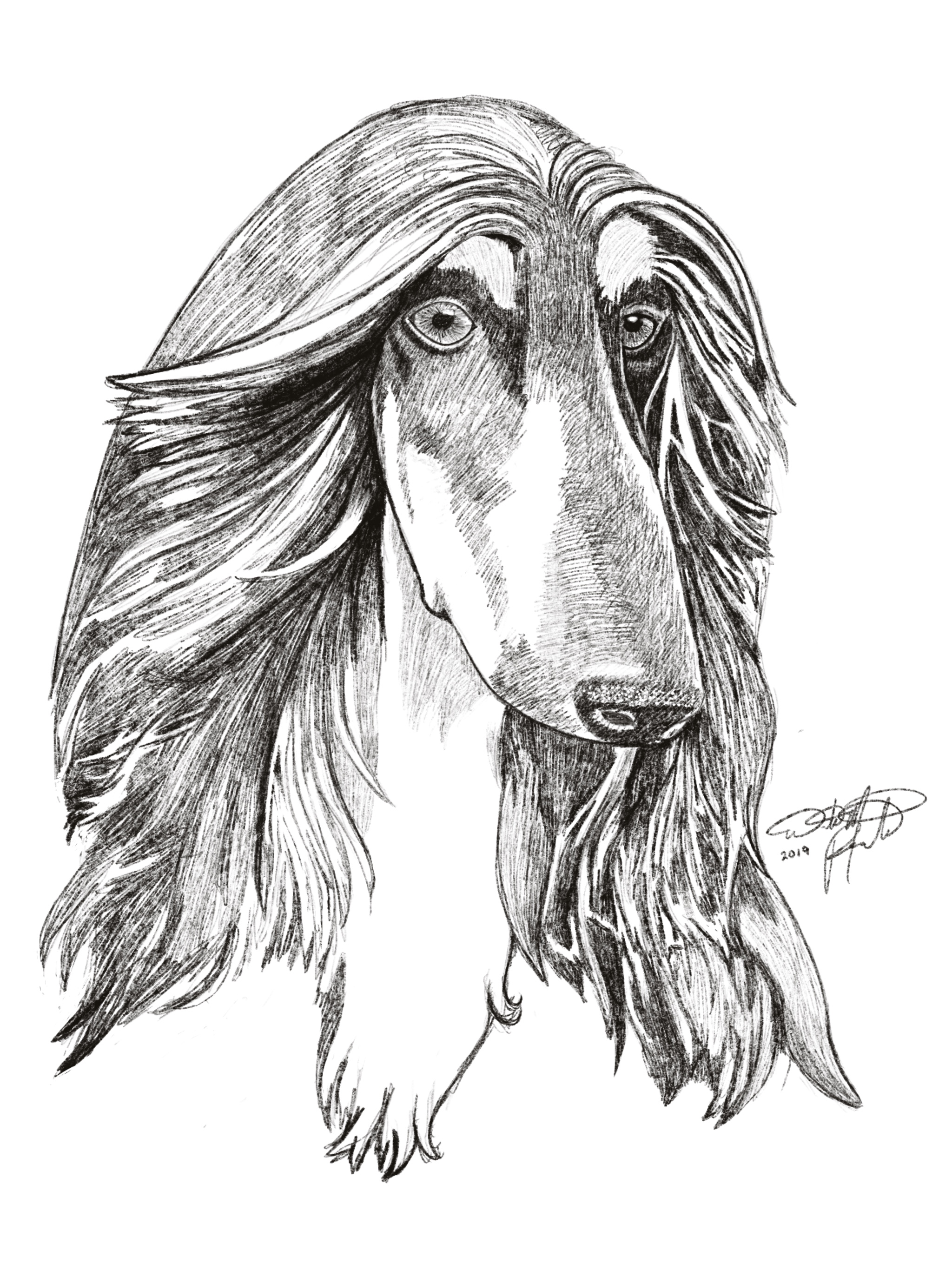 Afghan Hound